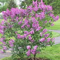 یاس خوشه ای